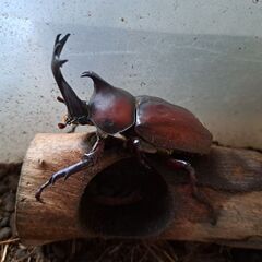 カブトムシ　ペアの画像