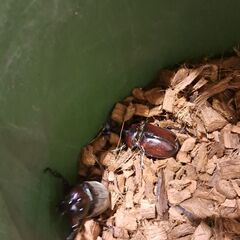 カブトムシ　ペアの画像