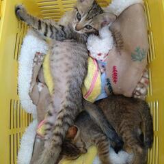 子猫キジトラ