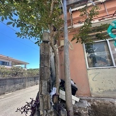 木柱　木の電柱　