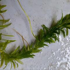 水草　