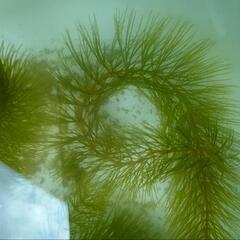 水草　の画像