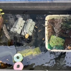 🐠🐟メダカ好きさん🐟🐠