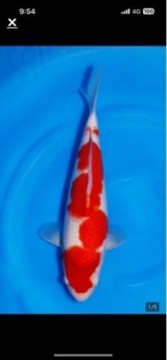 錦鯉　紅白　大日養鯉場産35cm 2023年産　生産証明書付