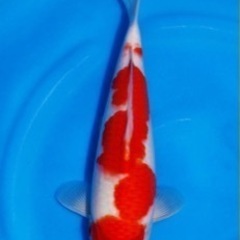 錦鯉　紅白　大日養鯉場産35cm 2023年産　生産証明書付