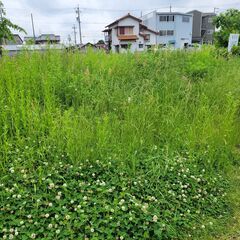 草刈りいたします。
