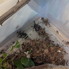 カブトムシゆずります