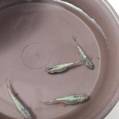 サファイア　高級改良メダカ　青ラメ　有精卵30個＋α　白鷺めだかの画像