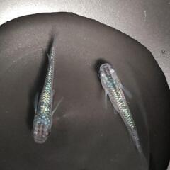 サファイア　高級改良メダカ　青ラメ　有精卵30個＋α　白鷺めだかの画像