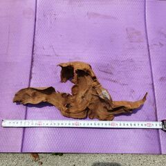 流木　　爬虫類やアクアリウムなどに