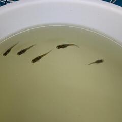 カブキメダカの画像