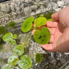 トチカガミ 2株　　の画像