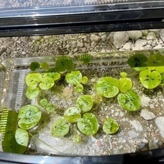 トチカガミ 2株　　の画像