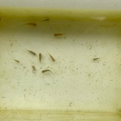 小赤金魚差し上げます