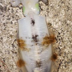 筏、陸っぱり釣り仲間募集 - メンバー募集