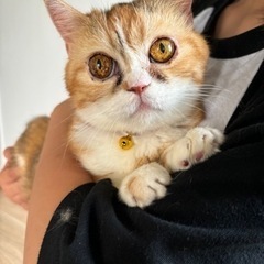 短足マンチカンちゃん