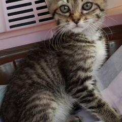 里親決定❗可愛い女の子さん🐱急募してます