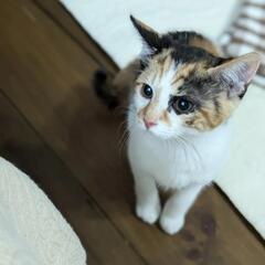 【里親さん決まりました】3ヶ月の三毛の女の子
