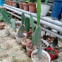 うちわ🪭サボテン🌵