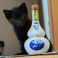 里親さん決定しました！ありがとうございました！おもちゃ大好きクロ...