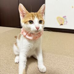 甘えん坊！見た目も中身も可愛くて珍しい茶白女の子💕