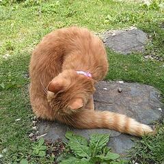 (お話中)♂猫4歳
