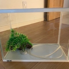 水槽　水草セット　