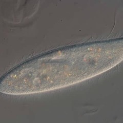メダカ稚魚針子のエサ　ゾウリムシ