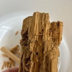 オオクワガタの画像