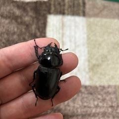 オオクワガタの画像