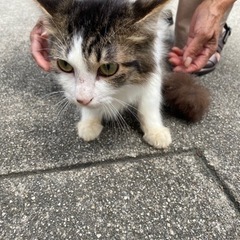 生後３ヶ月位の可愛い長毛の猫です（里親さん決まりました❗️）