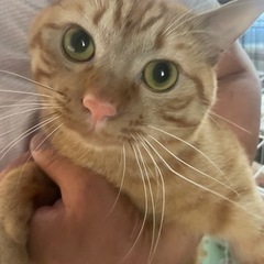 甘えん坊な茶トラ君