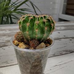 観葉植物　耐寒性サボテン🌵短毛丸