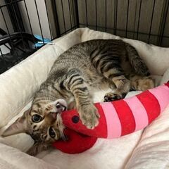 1歳位　ナッツ君だけのずっとのお家を待っています、スリスリ甘えん...