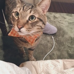 甘えん坊なキジトラ猫
