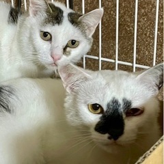 白ブチ　オス