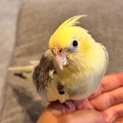 【決まりました】オカメインコ︎︎ ♀【イエローチーク・とても大人...