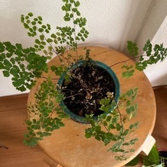 アジアンタム 観葉植物 鉢つきの画像