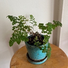 アジアンタム 観葉植物 鉢つき
