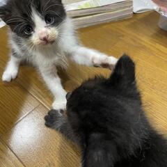 熊本から　カワイイ子猫達の里親募集中です!!