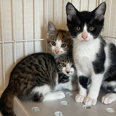 ボクが守るんだぃ❣️