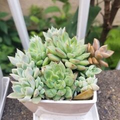 子株　50円~の画像