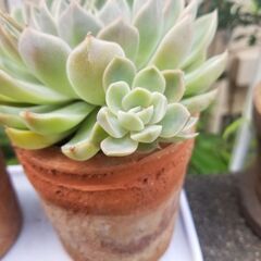 子株　50円~の画像