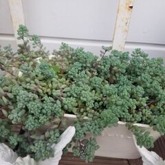 子株　50円~の画像