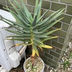 アロエ•ディコトマ