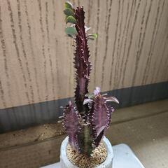 【レア】ユーフォルビア紅サイウンカク鉢つきの画像