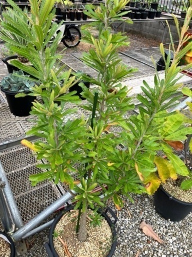 バンクシア•ウォールム