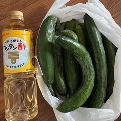 【決まりました！】大きいきゅうり1本10円