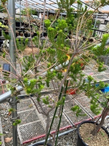 ヒース•バンクシア