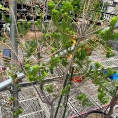ヒース•バンクシア